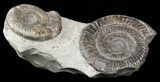 Two Dactylioceras Ammonite Fossils- England #57900-1